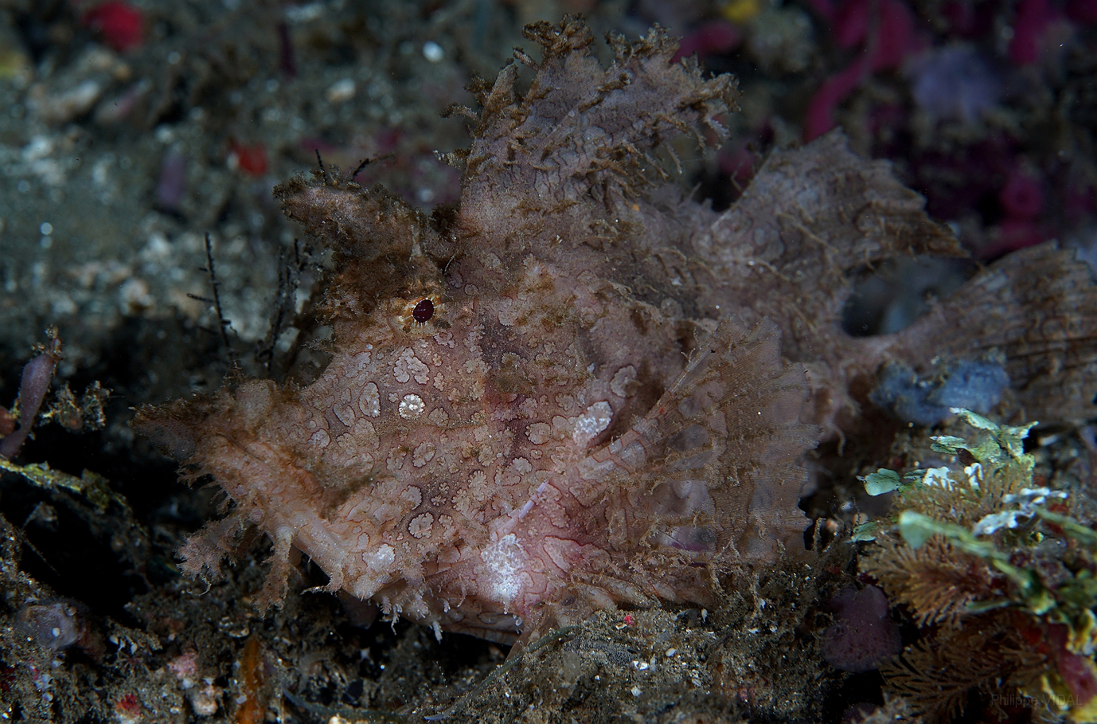 Banda Sea 2018 - DSC05605_rc - Weedy scorpionfish - poisson scorpion feuillu - Rhinopias frondosa.jpg